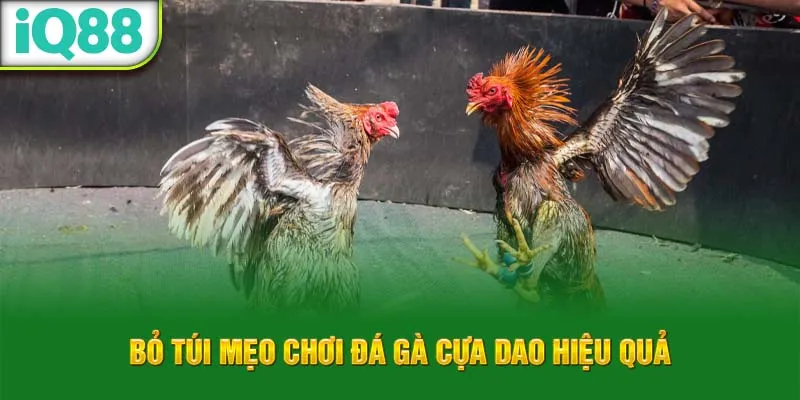 bo-tui-meo-choi-da-ga-cua-dao-hieu-qua_2_11zon