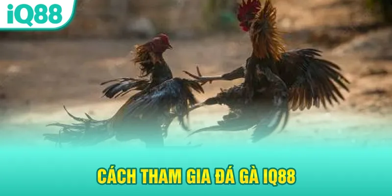 cach-tham-gia-da-ga-iq88