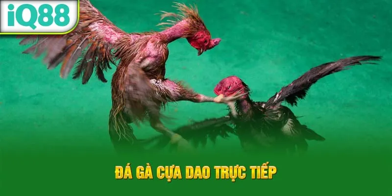 da-ga-cua-dao-truc-tiep_7_11zon