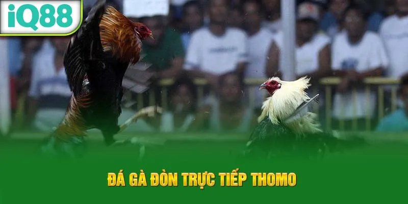 da-ga-don-truc-tiep-thomo-_8_11zon
