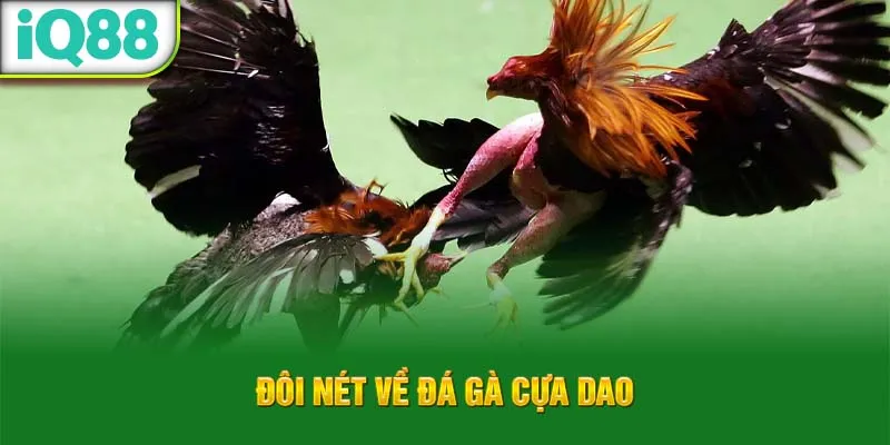 doi-net-ve-da-ga-cua-dao_11_11zon