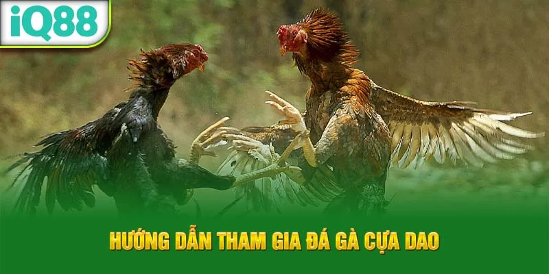 huong-dan-tham-gia-da-ga-cua-dao_12_11zon