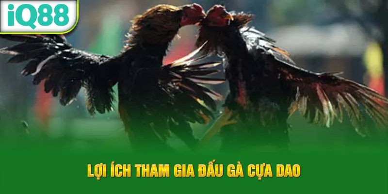 loi-ich-tham-gia-dau-ga-cua-dao_13_11zon