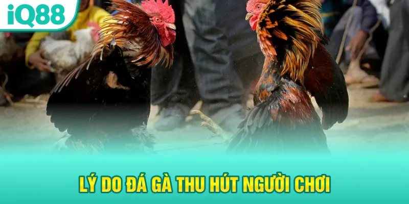 ly-do-da-ga-thu-hut-nguoi-choi