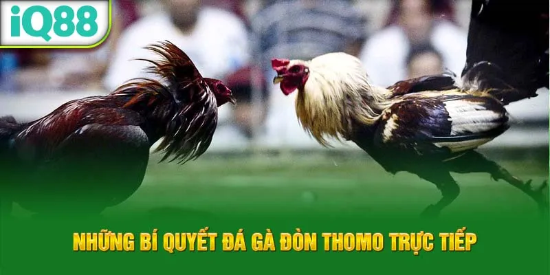 nhung-bi-quyet-da-ga-don-thomo-truc-tiep_26_11zon