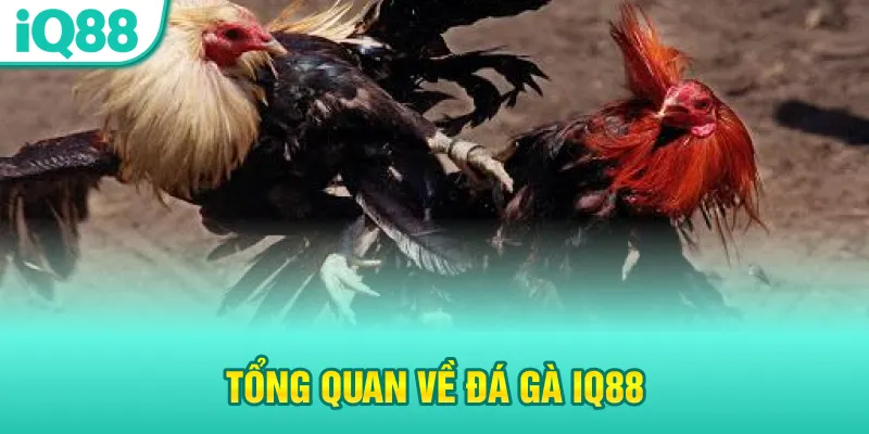tong-quan-ve-da-ga-iq88